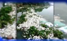 Cá lồng bè chết hàng loạt ở Đồng Tháp, An Giang