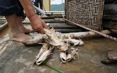 Thanh Hóa: Cá chết trắng do mưa lũ