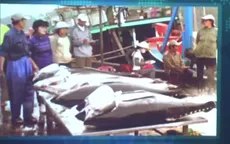 Tiếp diễn tình trạng ngư dân bị o ép giá bán cá ngừ đại dương