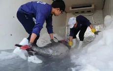 Xuất khẩu cá ngừ phục hồi trở lại