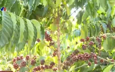 Người trồng cà phê lao đao vì mất mùa, rớt giá thảm