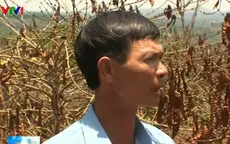 Tây Nguyên: Năng suất cà phê giảm mạnh sau cơn mưa “vàng”