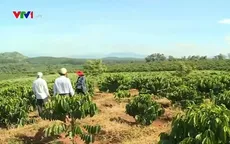 Kon Tum trồng mới trên 1.000 ha cà phê