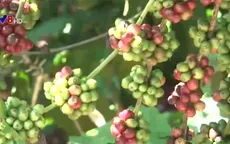 Đăk Lăk: Thành lập Trung tâm Khoa học công nghệ chuyên cà phê