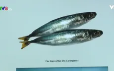 TT-Huế triển khai nhiều biện pháp giúp người dân lựa chọn cá an toàn