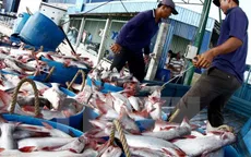 Thận trọng khi tăng diện tích nuôi cá tra