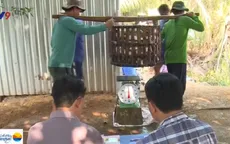 Cẩn trọng với việc mua cá tra non của thương lái Trung Quốc