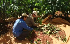 Giá cà phê lập đỉnh trong 5 năm