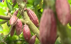 Người dân Bến Tre ổn định thu nhập từ cây ca cacao