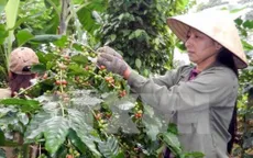 Thu hoạch cà phê gặp khó do mưa nhiều