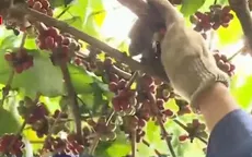 Xuất khẩu cà phê có chỉ dẫn địa lý gặp khó