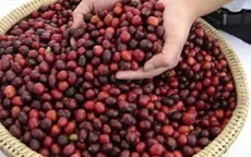 Người dân Tây Nguyên trữ cà phê chờ giá lên