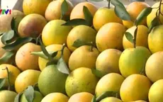 Thận trọng với loại cam gắn mác Cao Phong
