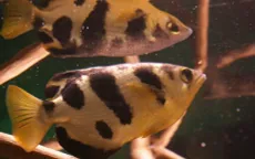 Cá có thể nhận diện mặt người