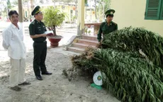 Bình Thuận: Phát hiện, tiêu hủy cây cần sa trồng trái phép