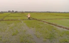 Quảng Trị xây dựng hơn 1.381 ha cánh đồng mẫu lớn