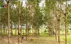 Xuất khẩu cao su đóng góp quan trọng cho GDP
