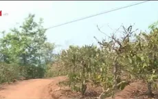 Thiếu nước tưới nghiêm trọng tại Tây Nguyên