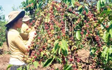 Nông dân Tây Nguyên khó tiếp cận vốn tái canh cà phê