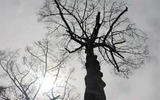 Nhiều cây cổ thụ trăm tuổi chết bất thường nghi bị đầu độc tại TP.HCM