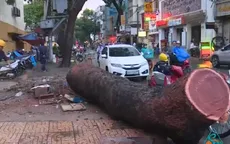 Cây xanh gãy đổ tại TP.HCM, 1 người bị thương nặng