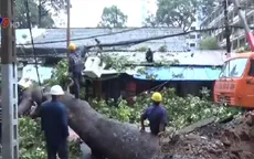 TP.HCM: Mưa lớn, cây cổ thụ bật gốc đè vào nhà dân