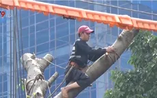TP.HCM: Cây cổ thụ bật gốc đè 2 nhà dân ở TP.HCM
