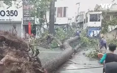 TP.HCM: Kiểm tra cây xanh vẫn chỉ bằng... cảm quan