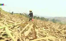 Gia Lai: Hạn hán kéo dài, mía chết cháy