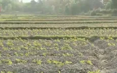 Quảng Nam chuyển đổi diện tích lúa sang cây trồng chống hạn