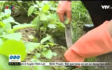 Cách cải tạo đất trồng và bón phân cho rau tại nhà