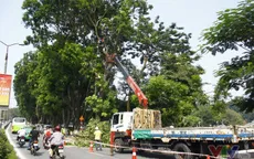 Hơn 100 cây xanh di dời trên phố Kim Mã giờ ra sao?