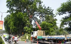 Hà Nội lần đầu di dời nguyên cây cổ thụ