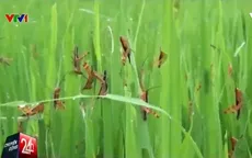 Châu chấu hành hoành tại các tỉnh phía Bắc