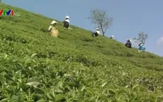 Bế tắc kéo dài ở vùng trồng chè ô long