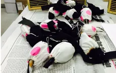 Phát hiện nam hành khách giấu nhiều chim quý cấm xuất khẩu trong ống quần