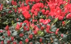 Không khí sắm Tết tại phiên chợ Bưởi