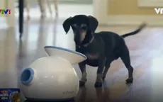 IFetch - Máy ném bóng tự động