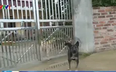 Cách xử trí khi bị chó, mèo cắn