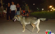 Khó ngăn ngừa bệnh chó dại ở nhiều vùng quê