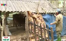 Người dân Sơn La chủ động chống rét cho gia súc