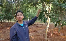 Nông dân Đăk Lăk thu hẹp diện tích trồng mắc ca