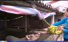 Hải Phòng: Phụ thuộc thương lái, nông dân chặt bỏ cây chuối