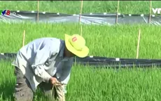 Nắng hạn, gia tăng chuột hại lúa tại Phú Yên