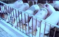 Phát hiện chất tạo nạc mới trong chăn nuôi