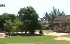 Cỏ - Cây xóa nghèo cho nông dân Hội An