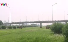 Đường phố Hà Nội "nhếch nhác" khi dừng cắt cỏ