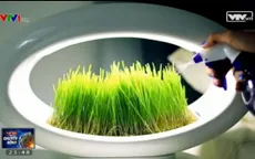 Grasslamp - Thảm cỏ thông minh trong nhà