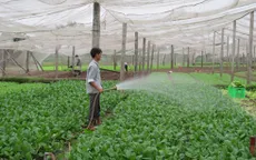 Hà Nội tăng cường giám sát rau an toàn