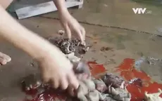 Ăn thịt cóc, ba mẹ con nhập viện cấp cứu